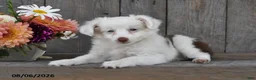 Aussiedoodle dogs for sale: Theo - Ad 2
