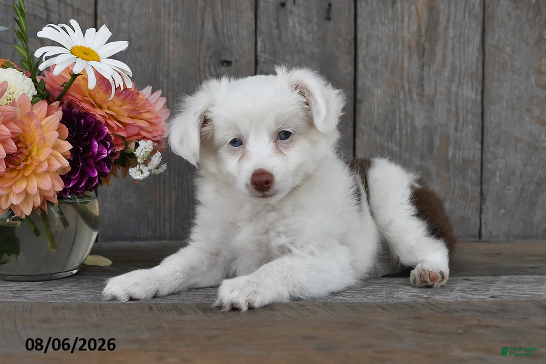 Aussiedoodle dogs for sale: Theo - Ad 2