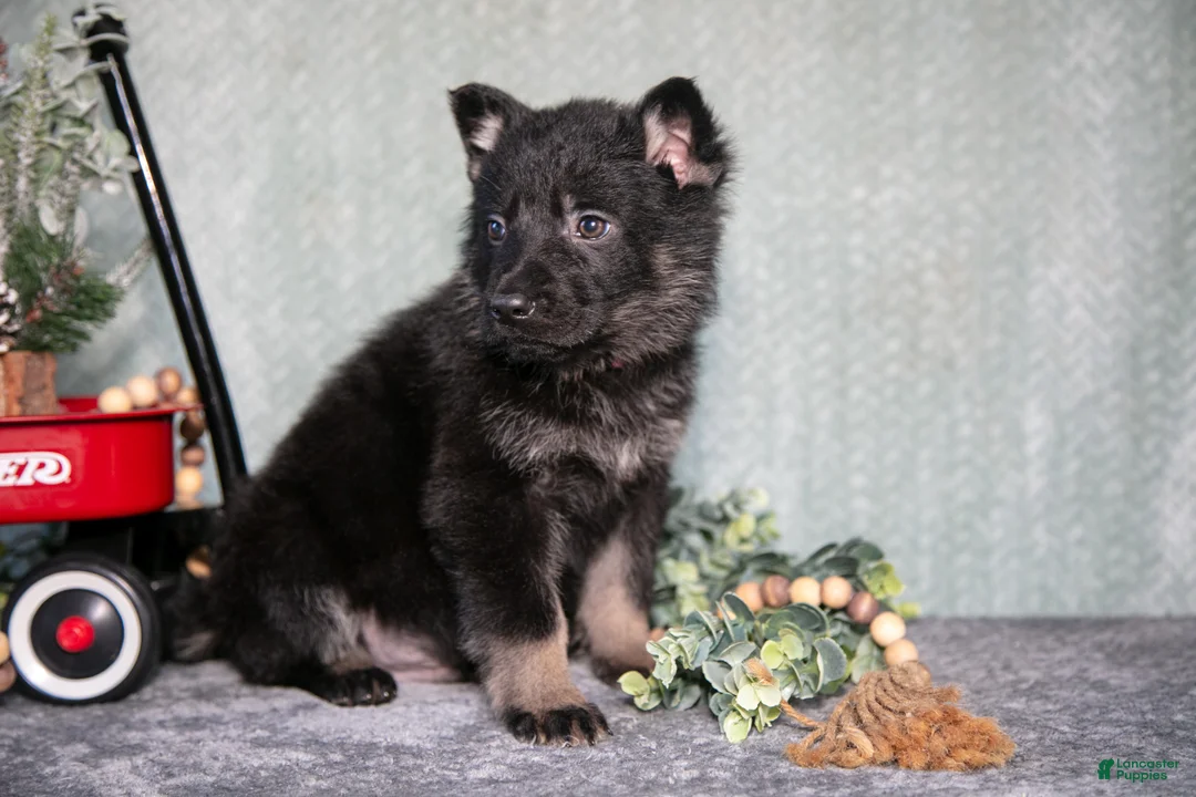 German Shepherd dogs for sale: Levi - Ad 2