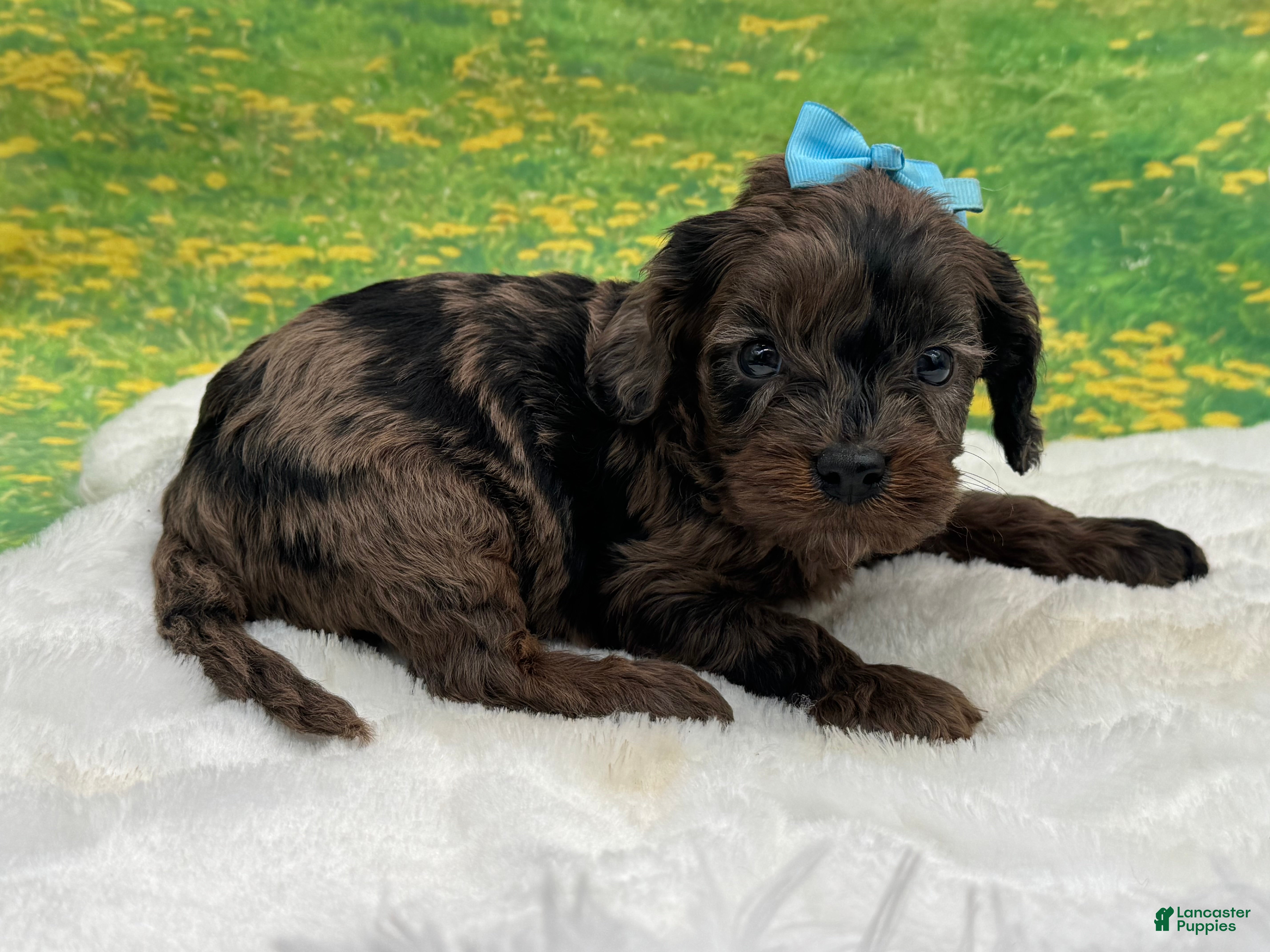 Cavapoo dogs Chip - Ad 13