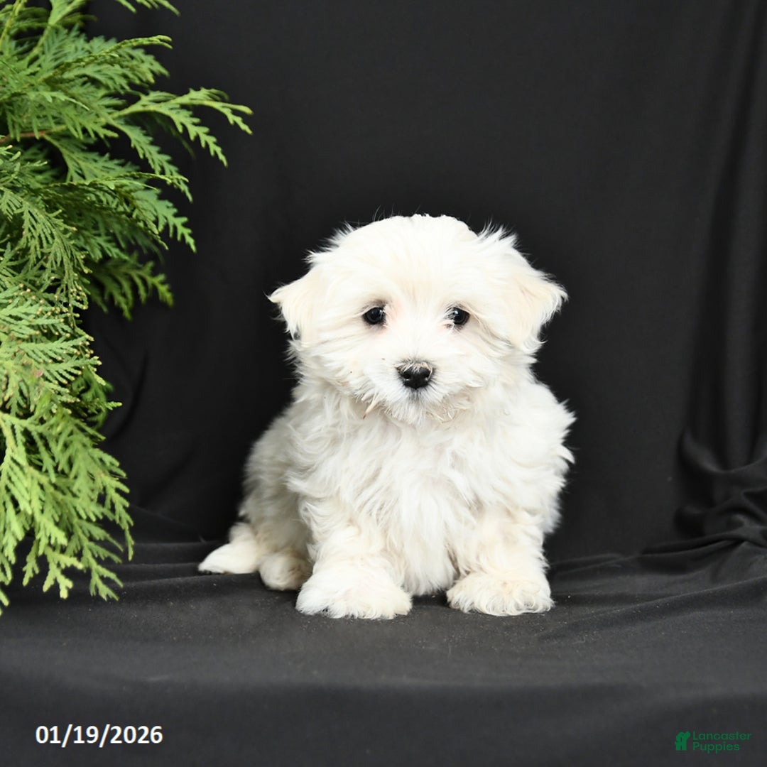 Morkie dogs for sale: Benny - Ad 2