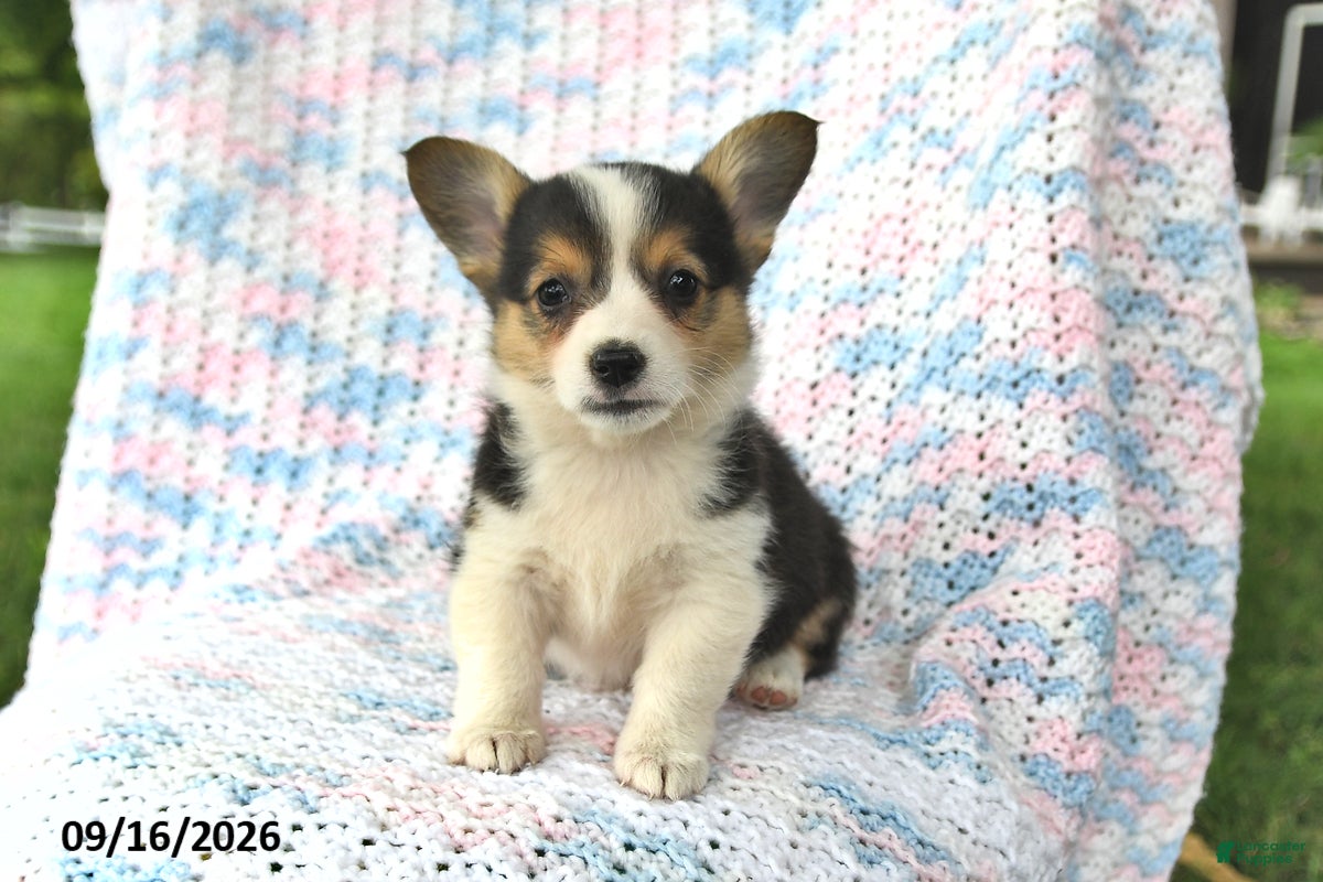 Welsh Corgi Pembroke dogs Aurora - Ad 1