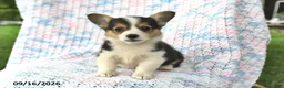 Welsh Corgi Pembroke dogs for sale: Aurora - Ad 1