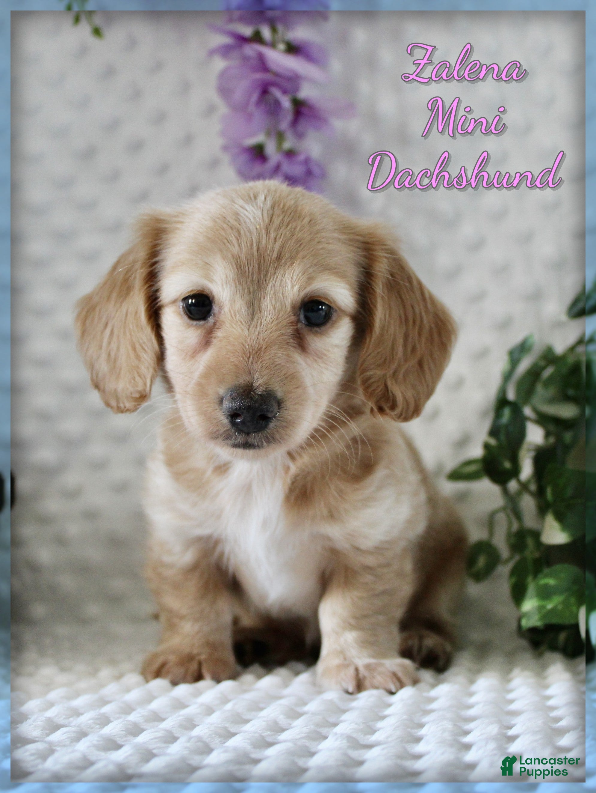 Miniature Dachshund dogs Zalena - Ad 1