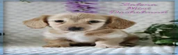 Miniature Dachshund dogs for sale: Zalena - Ad 1