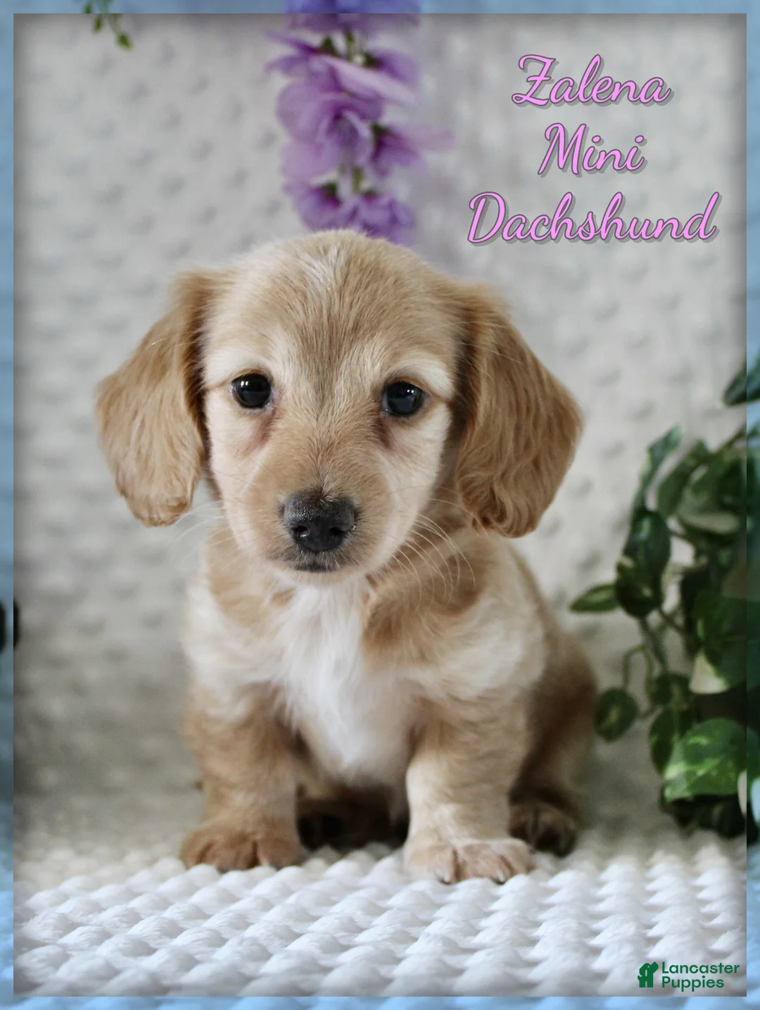 Miniature Dachshund dogs for sale: Zalena - Ad 1