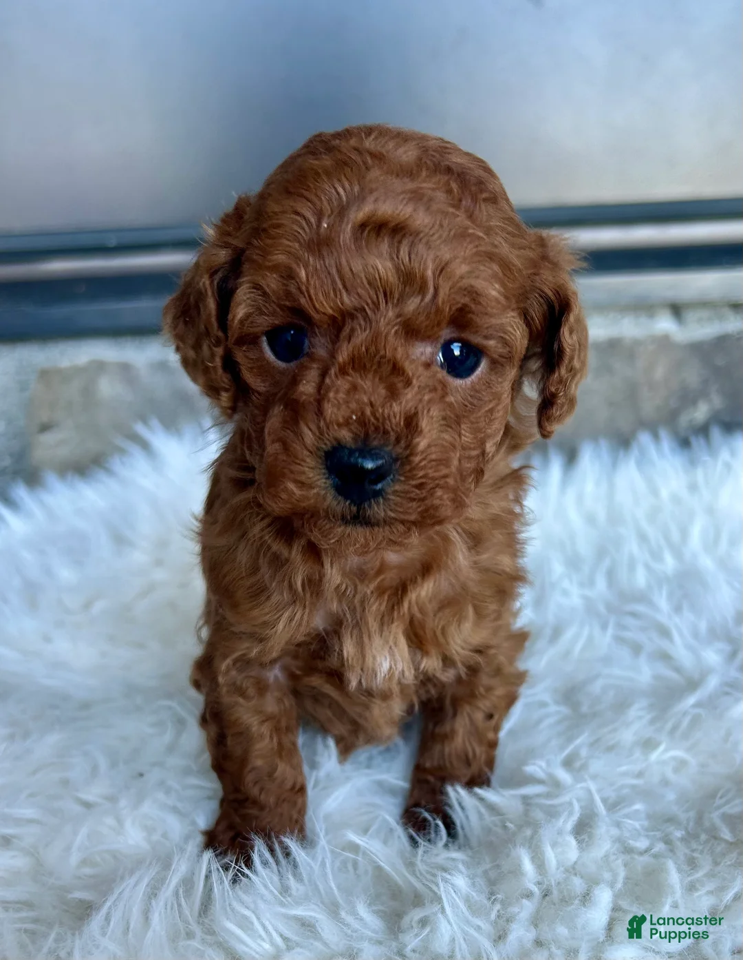 Toy Poodle dogs for sale: Jade - Ad 1