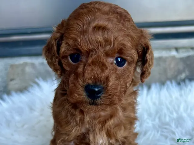 Toy Poodle dogs for sale: Jade - Ad 1