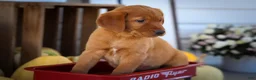 Labrador Retriever dogs for sale: NELLY - Ad 6