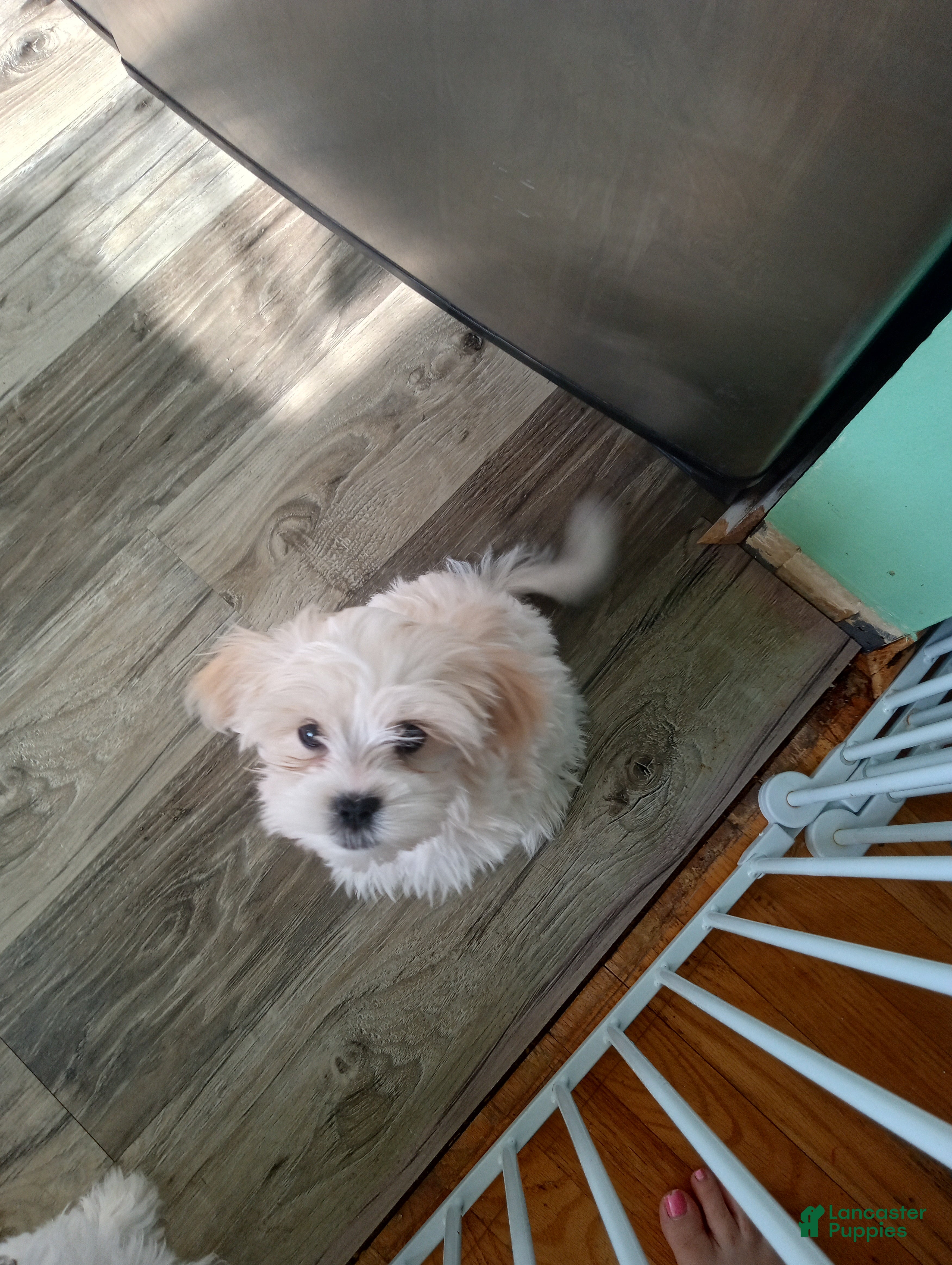 Mixed Breed dogs Mixed Breed Puppy 2 - Ad 39