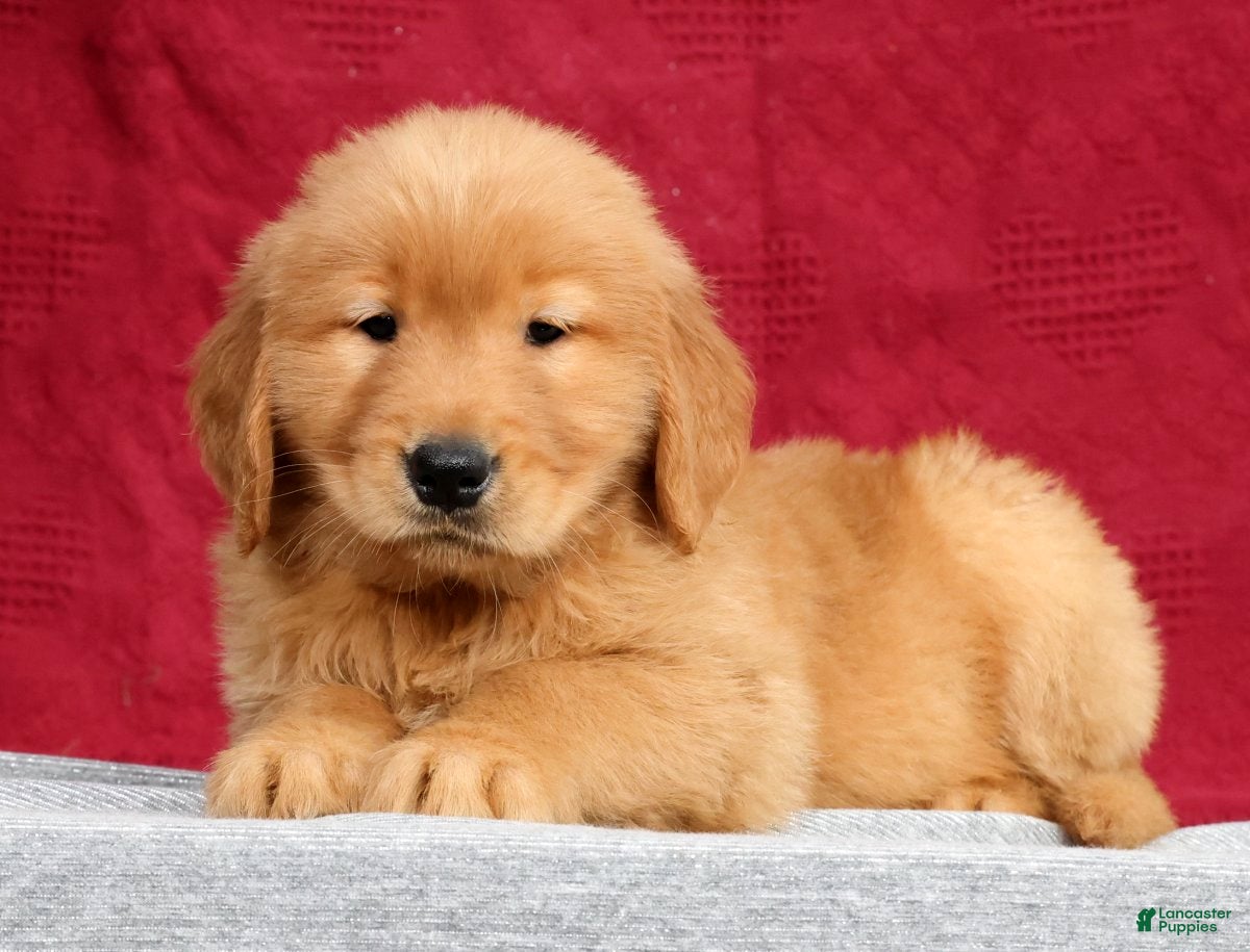 Golden Retriever dogs Elliott - Ad 1