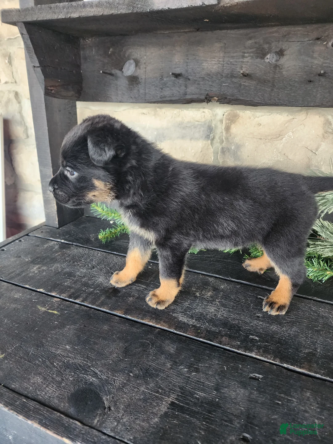 Mixed Breed dogs for sale: Rusty - Ad 4