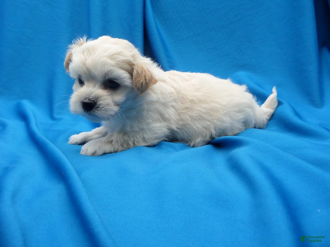 Maltipoo dogs for sale: Olson - Ad 1