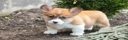 Welsh Corgi Pembroke dogs for sale: Lucky Charm Welsh Corgi Pembroke  - Ad 7