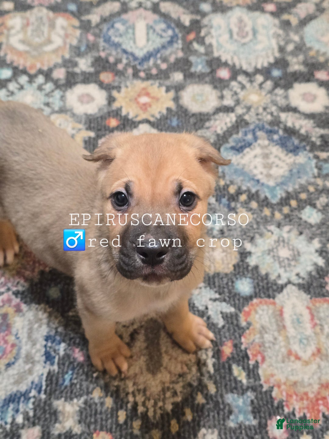 Cane Corso dogs for sale: Male cane corso ear crop tail docked - Ad 4