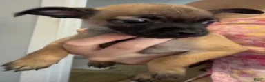 Chihuahua 4