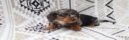 Miniature Dachshund dogs for sale: Teddy - Ad 3