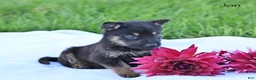 German Shepherd dogs for sale: Jon - Ad 4