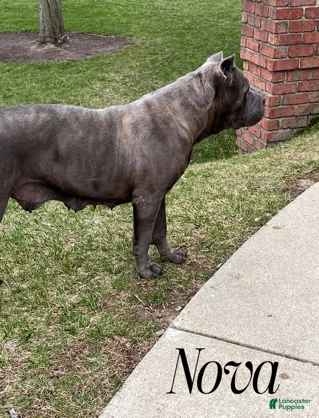 Cane Corso dogs for sale: Shane - Ad 8