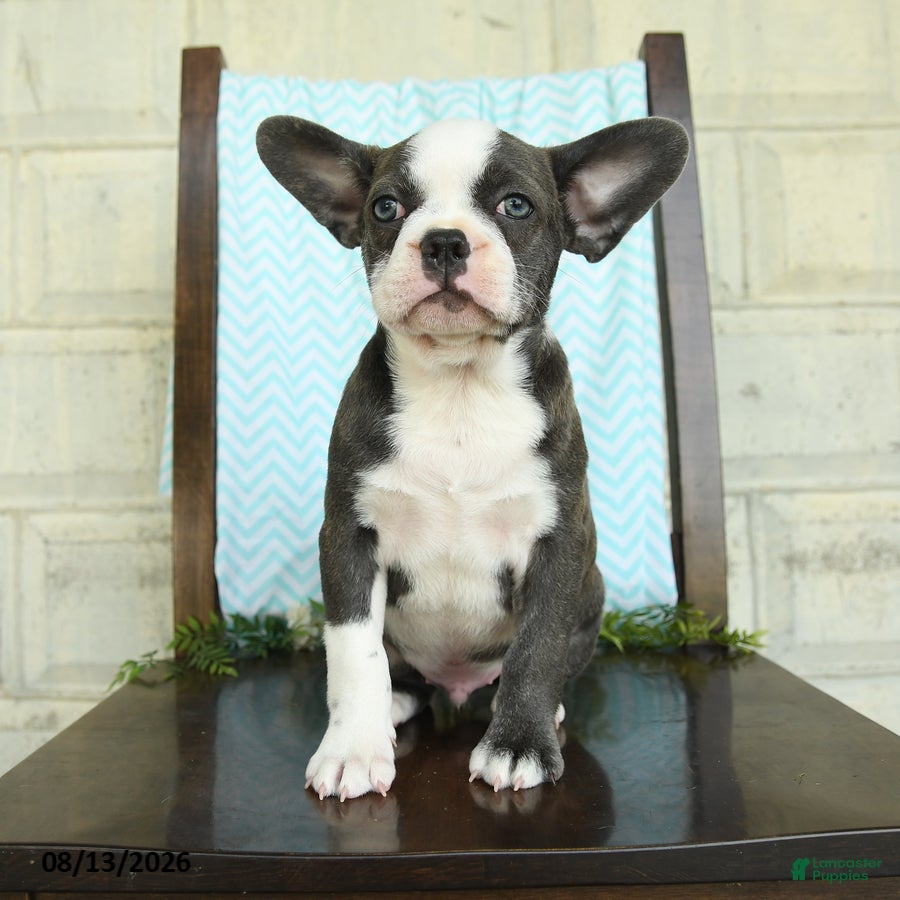 Frenchton dogs Johnny - Ad 1