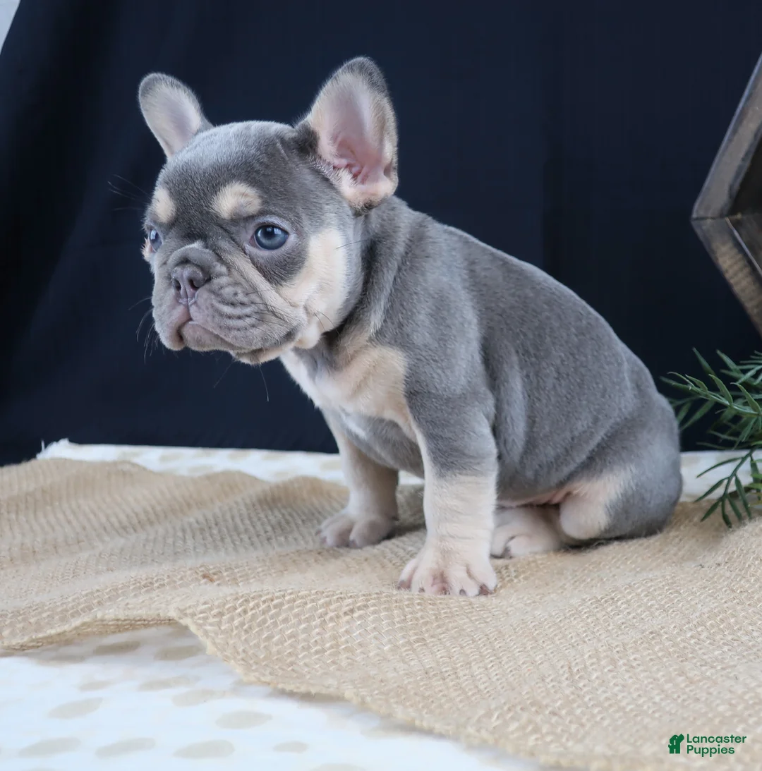 French Bulldog dogs for sale: Kate - Ad 4
