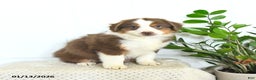 Miniature Australian Shepherd dogs for sale: Max - Ad 3