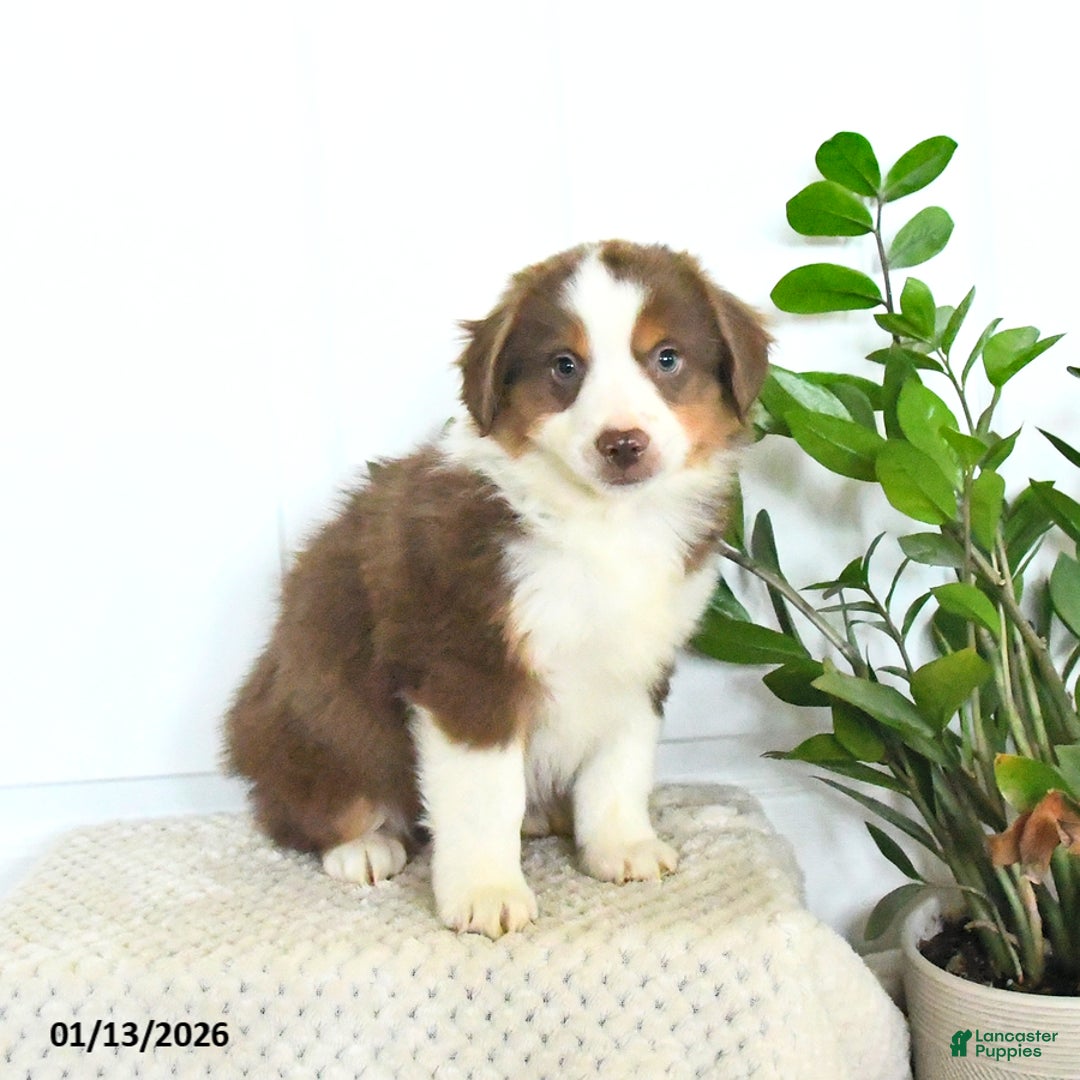 Miniature Australian Shepherd dogs for sale: Max - Ad 3