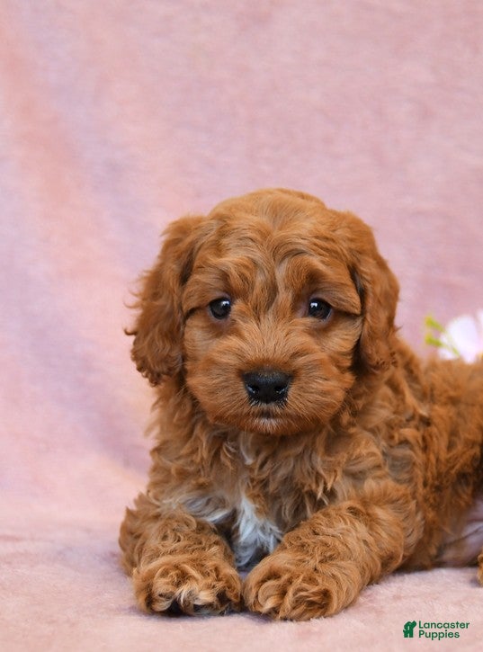 Cavapoo dogs Franklin - Ad 2