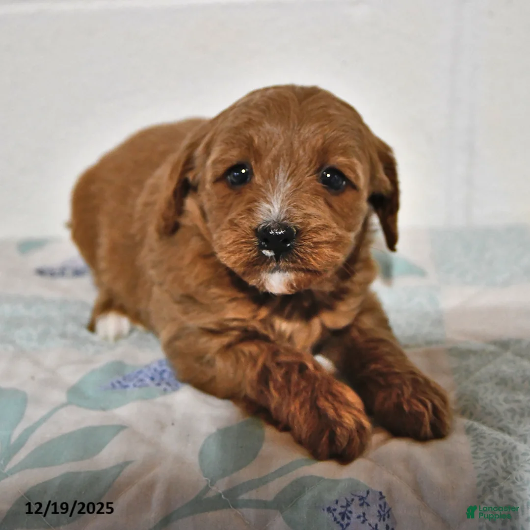 Cavapoo dogs for sale: Cookie - Ad 10