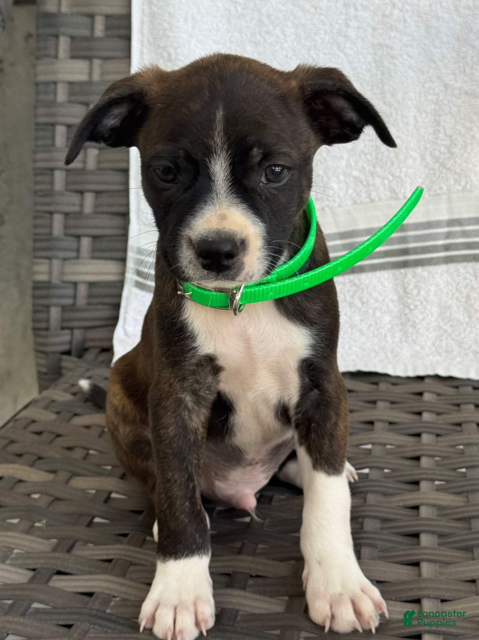 Mixed Breed dogs Grayson - Ad 2