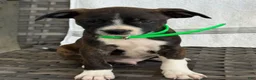 Mixed Breed dogs for sale: Grayson - Ad 2