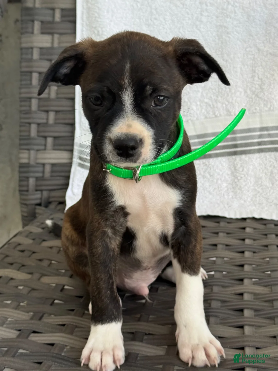 Mixed Breed dogs for sale: Grayson - Ad 2
