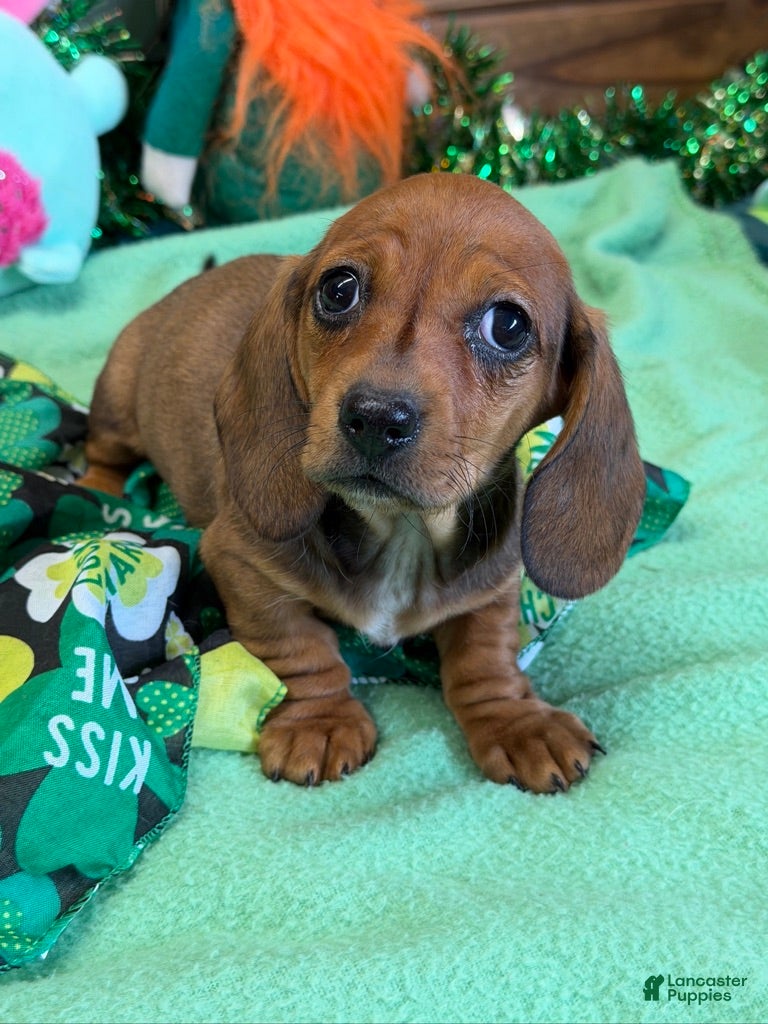 Miniature Dachshund dogs Carol - Ad 21