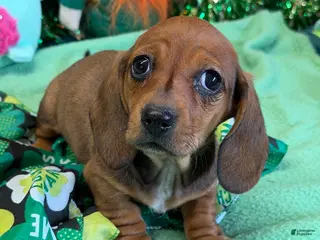 Miniature Dachshund dogs Carol - Ad 21