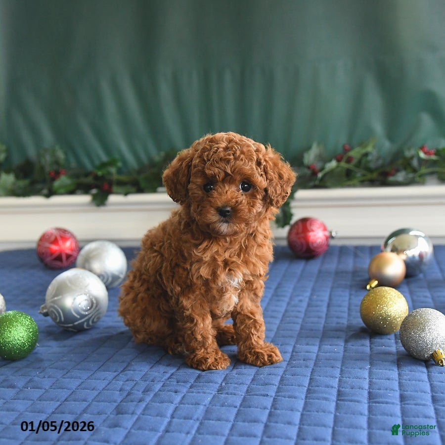 Toy Poodle dogs Penny - Ad 10