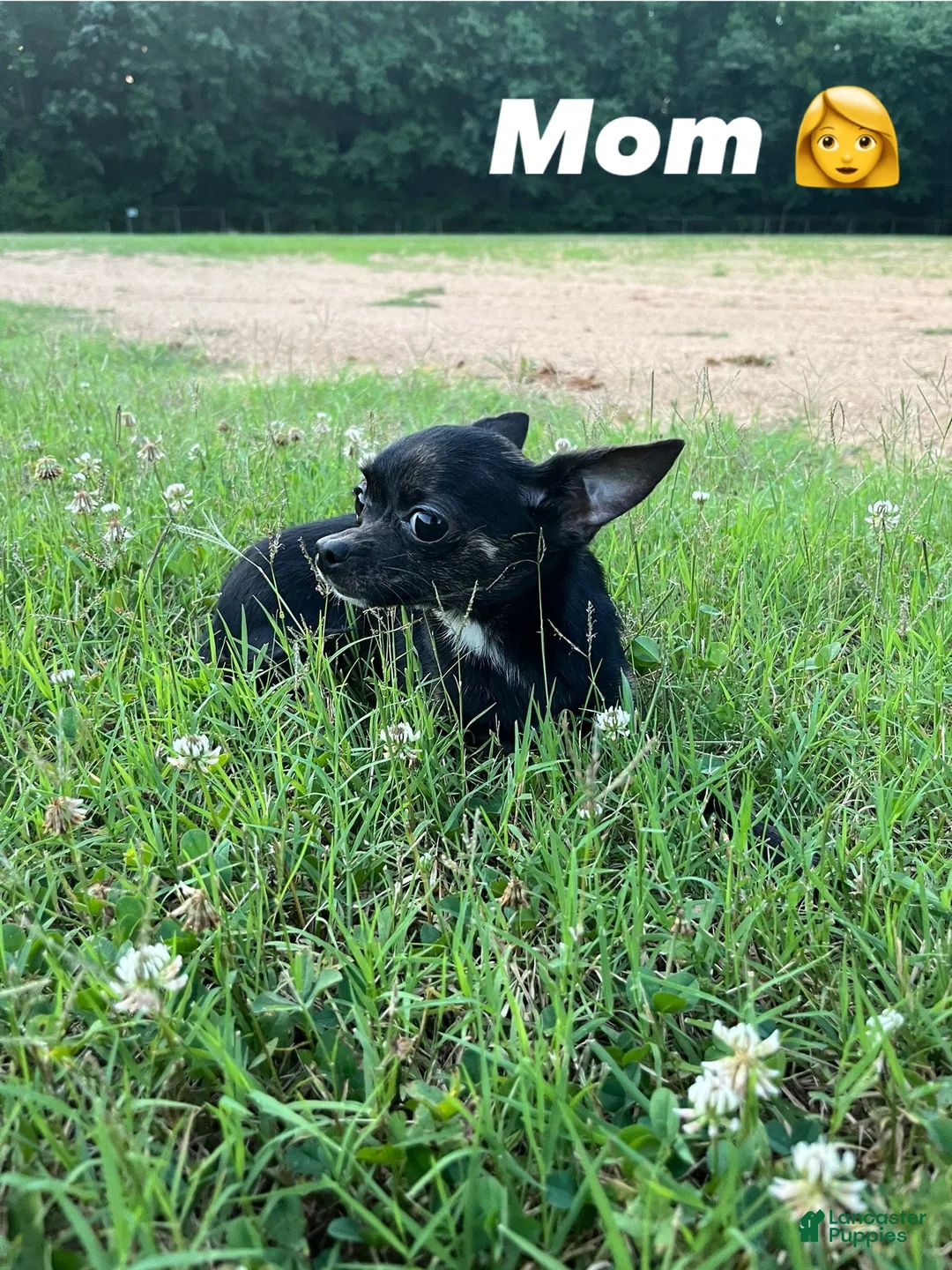 Chihuahua dogs for sale: 🩷MiniChihuahua🩷 - Ad 3