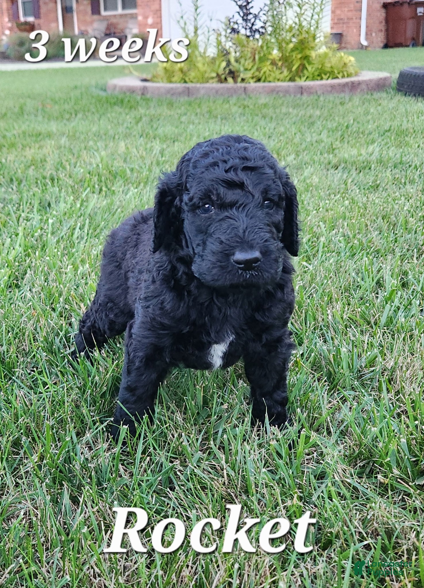 Labradoodle dogs Rocket - Ad 1