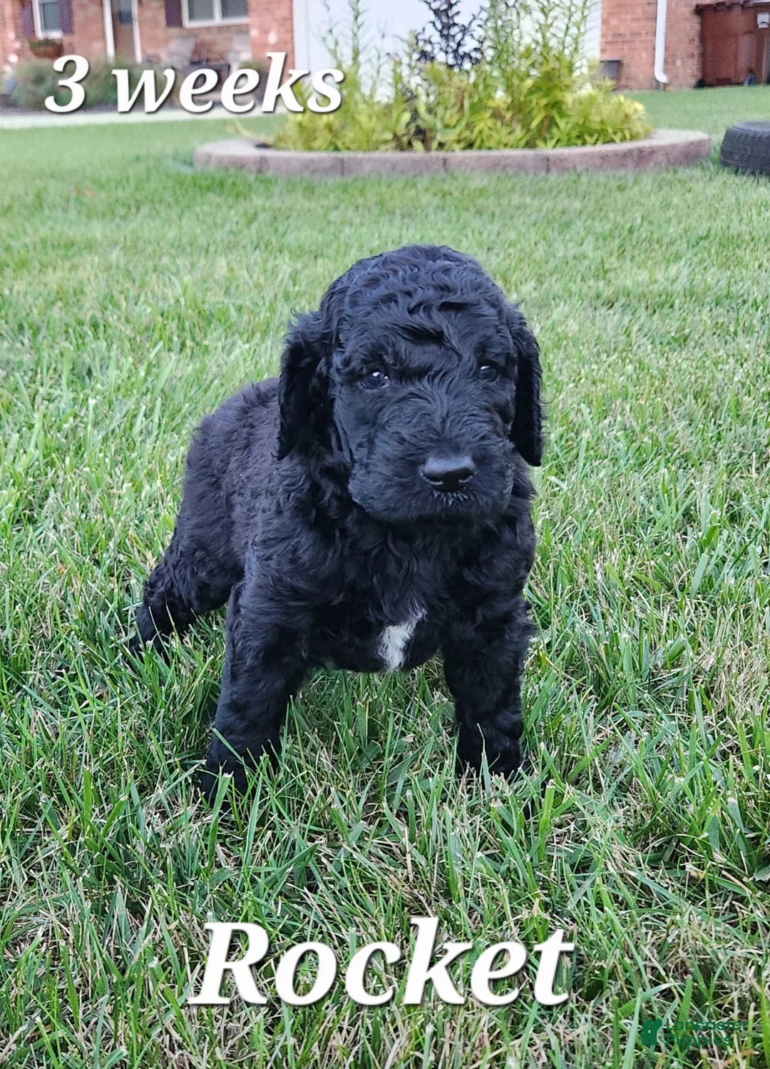 Labradoodle dogs for sale: Rocket - Ad 1