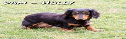 Miniature Dachshund dogs for sale: Oscar - Ad 10