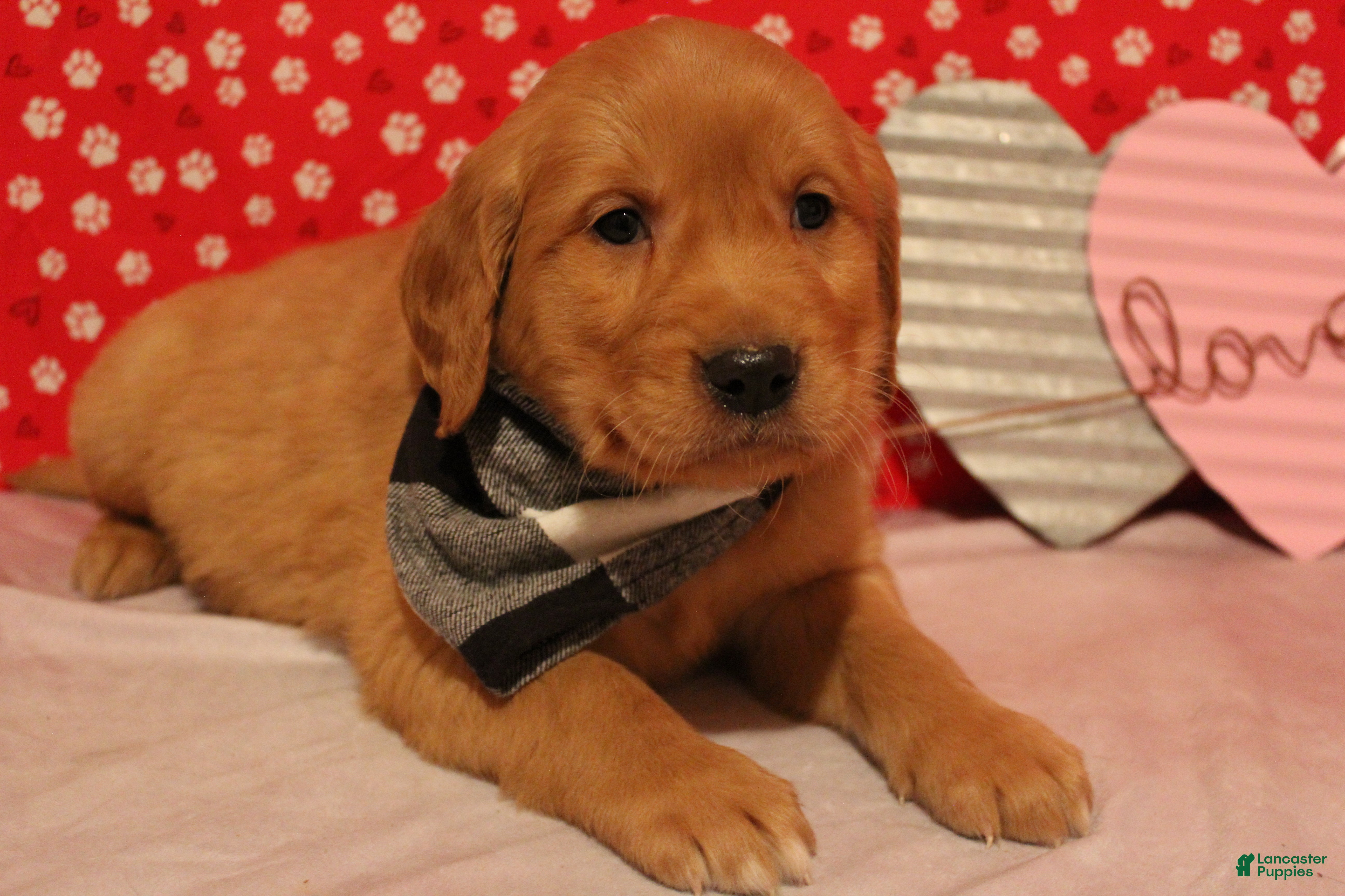 Golden Retriever dogs for sale: Tucker - Ad 3