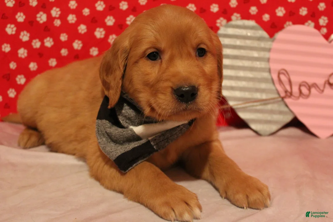 Golden Retriever dogs for sale: Tucker - Ad 1