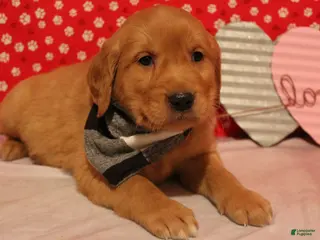 Golden Retriever dogs for sale: Tucker - Ad 3