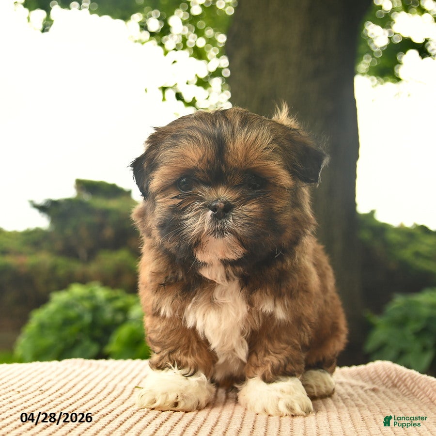 Shih Tzu dogs Liberty - Ad 1