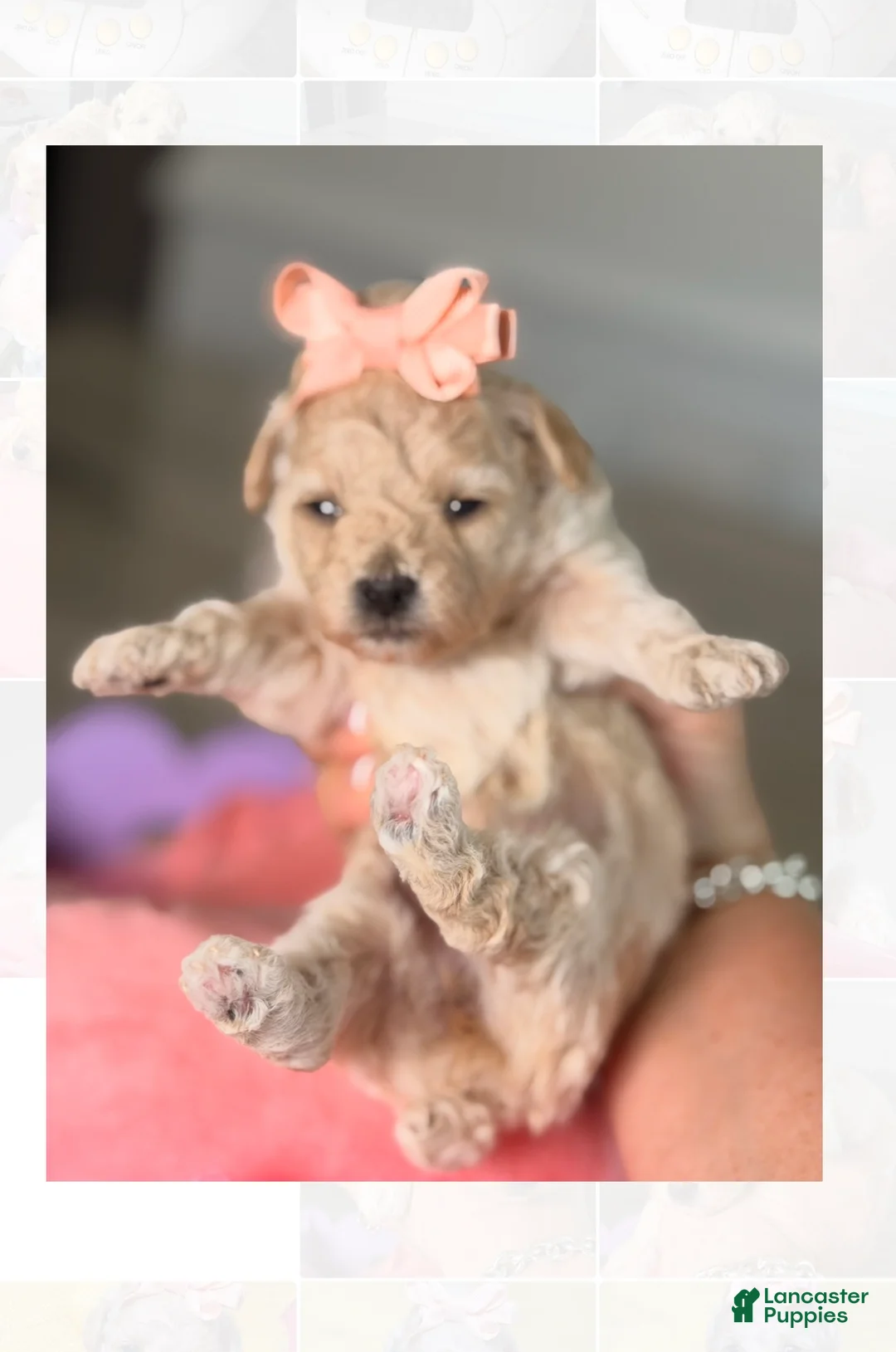 Toy Poodle dogs for sale: Toy Poodle 1 - Ad 2