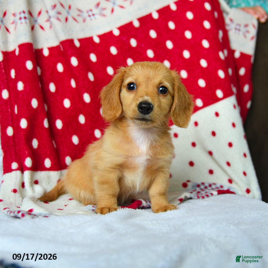 Miniature Dachshund dogs for sale: Sugar - Ad 2