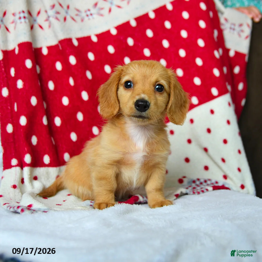 Miniature Dachshund dogs for sale: Sugar - Ad 1