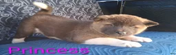 Akita dogs for sale: Princess - Ad 5