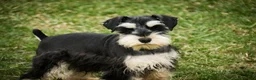 Miniature Schnauzer dogs for sale: Felix - Ad 7