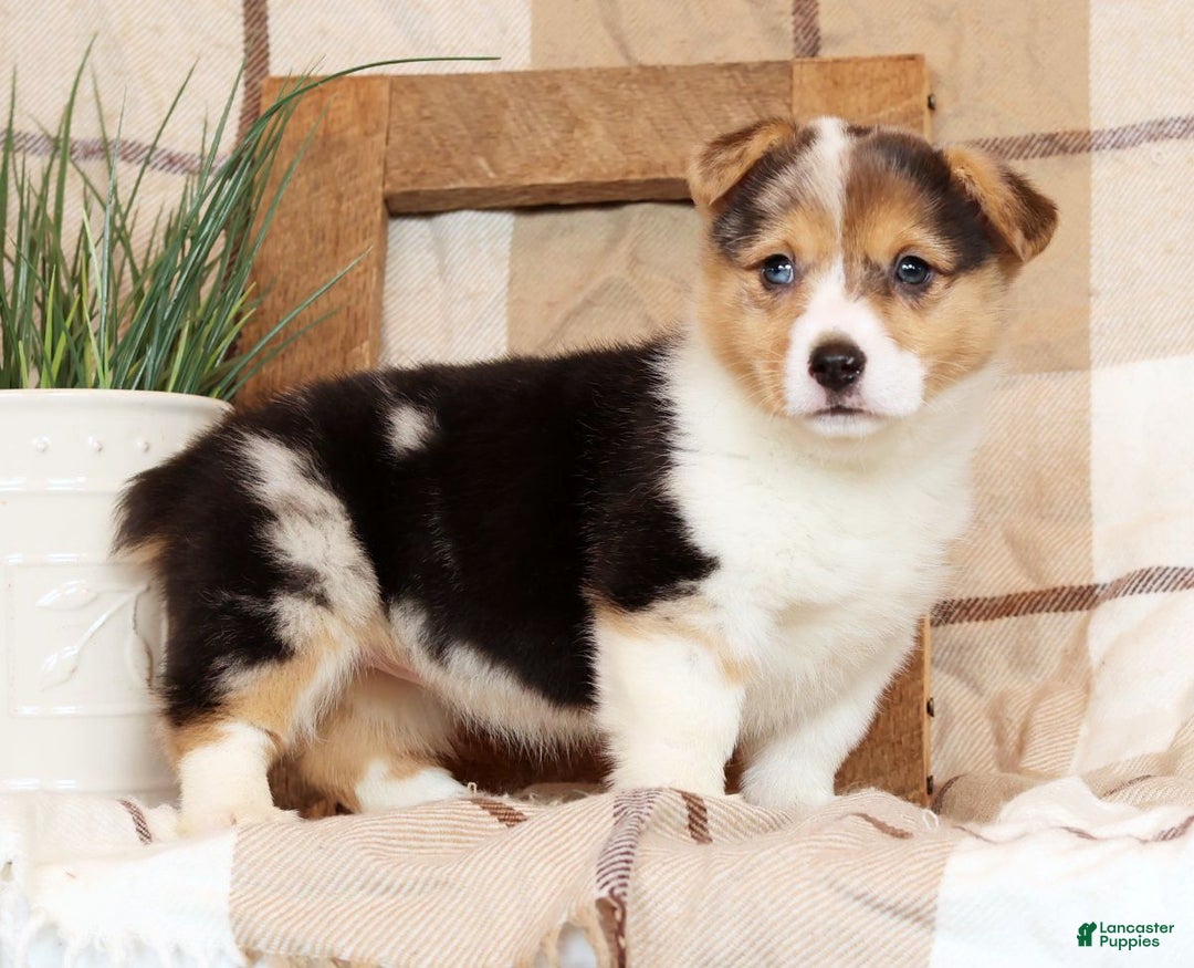 Welsh Corgi Pembroke dogs for sale: Chloe - Ad 7