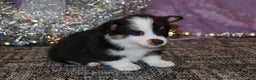 Welsh Corgi Pembroke dogs for sale: Sophie OFA Parents - Ad 35